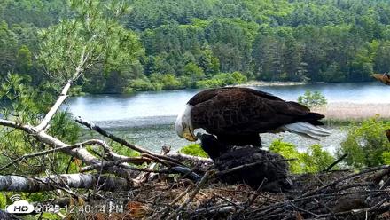 VINS Bald Eagles Nest Live Cams - Jun 5, 2026, 12:46pm EDT