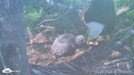 VINS Bald Eagles Nest Live Cams - May 22, 2026, 3:13pm EDT