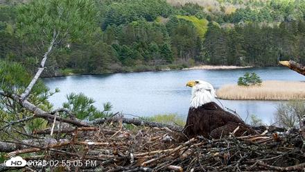 VINS Bald Eagles Nest Live Cams - May 8, 2026, 2:55pm EDT