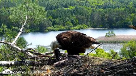 VINS Bald Eagles Nest Live Cams - Jun 2, 2026, 12:10pm EDT