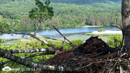 VINS Bald Eagles Nest Live Cams - Jul 2, 2026, 5:01pm EDT
