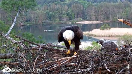 VINS Bald Eagles Nest Live Cams - May 18, 2026, 8:02pm EDT