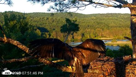 VINS Bald Eagles Nest Live Cams - Jul 15, 2026, 7:52pm EDT