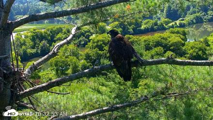 VINS Bald Eagles Nest Live Cams - Jul 24, 2026, 10:33am EDT