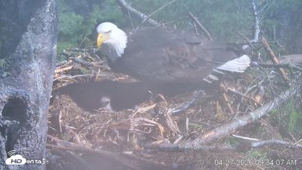 VINS Bald Eagles Nest Live Cams - Apr 27, 2026, 9:35am EDT