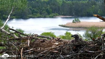 VINS Bald Eagles Nest Live Cams - May 20, 2026, 11:19am EDT