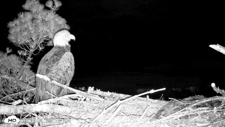VINS Bald Eagles Nest Live Cams - Jun 5, 2026, 4:34am EDT