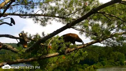 VINS Bald Eagles Nest Live Cams - Jul 20, 2026, 3:45pm EDT