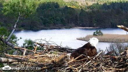 VINS Bald Eagles Nest Live Cams - May 4, 2026, 3:28pm EDT