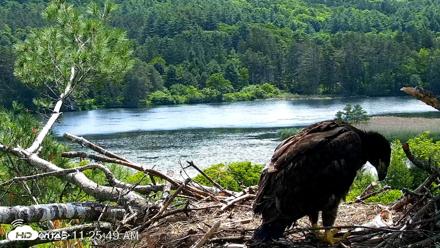 VINS Bald Eagles Nest Live Cams - Jun 16, 2026, 11:26am EDT