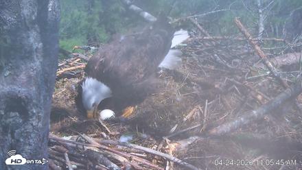 VINS Bald Eagles Nest Live Cams - Apr 24, 2026, 11:06am EDT