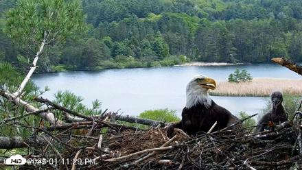 VINS Bald Eagles Nest Live Cams - May 19, 2026, 1:12pm EDT