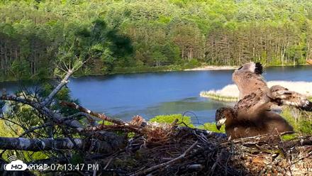 VINS Bald Eagles Nest Live Cams - May 28, 2026, 7:14pm EDT