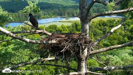VINS Bald Eagles Nest Live Cams - Aug 13, 2026, 3:09pm EDT