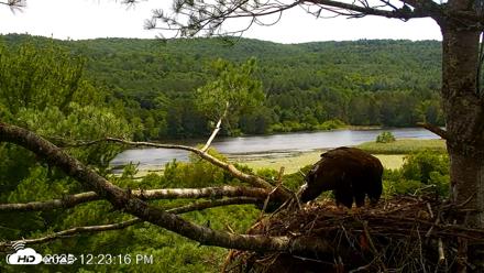VINS Bald Eagles Nest Live Cams - Jul 17, 2026, 12:24pm EDT