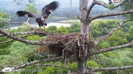 VINS Bald Eagles Nest Live Cams - Jul 29, 2026, 5:56am EDT