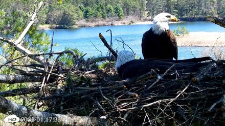 VINS Bald Eagles Nest Live Cams - Apr 23, 2026, 1:18pm EDT
