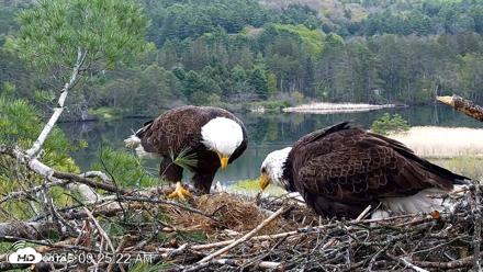 VINS Bald Eagles Nest Live Cams - May 13, 2026, 9:26am EDT