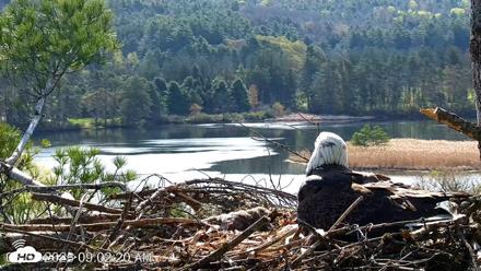 VINS Bald Eagles Nest Live Cams - May 4, 2026, 9:03am EDT