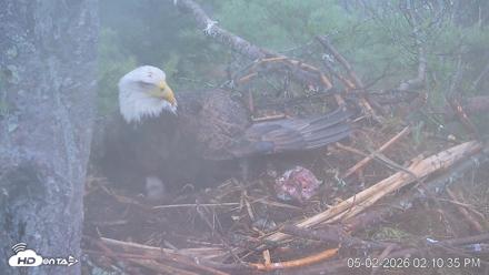 VINS Bald Eagles Nest Live Cams - May 2, 2026, 2:11pm EDT
