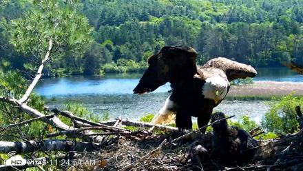 VINS Bald Eagles Nest Live Cams - Jun 3, 2026, 11:25am EDT