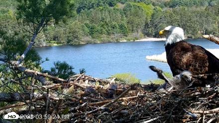 VINS Bald Eagles Nest Live Cams - May 12, 2026, 4:00pm EDT