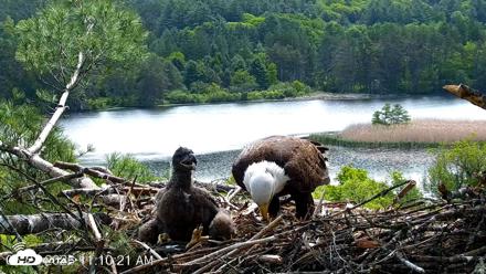 VINS Bald Eagles Nest Live Cams - May 27, 2026, 11:11am EDT
