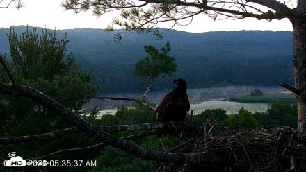 VINS Bald Eagles Nest Live Cams - Jul 16, 2026, 5:36am EDT