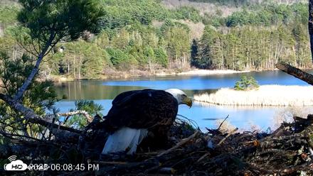 VINS Bald Eagles Nest Live Cams - Apr 26, 2026, 6:10pm EDT