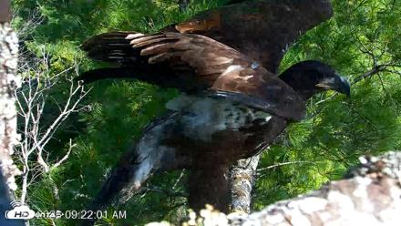VINS Bald Eagles Nest Live Cams - Jul 26, 2026, 9:22am EDT