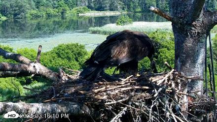VINS Bald Eagles Nest Live Cams - Jul 24, 2026, 3:17pm EDT