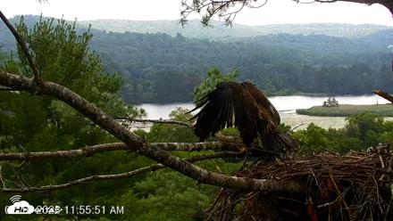 VINS Bald Eagles Nest Live Cams - Jul 16, 2026, 11:56am EDT