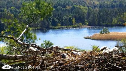 VINS Bald Eagles Nest Live Cams - May 12, 2026, 9:21am EDT