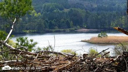 VINS Bald Eagles Nest Live Cams - May 10, 2026, 9:49am EDT