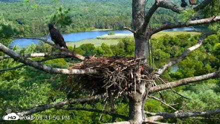 VINS Bald Eagles Nest Live Cams - Aug 13, 2026, 3:32pm EDT