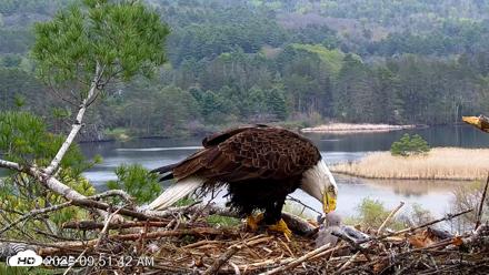 VINS Bald Eagles Nest Live Cams - May 6, 2026, 9:52am EDT