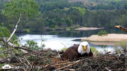 VINS Bald Eagles Nest Live Cams - May 13, 2026, 2:42pm EDT