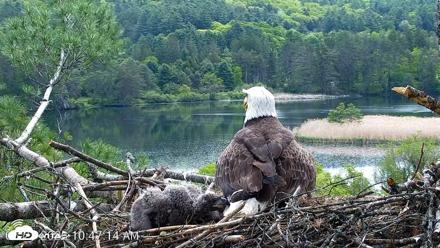VINS Bald Eagles Nest Live Cams - May 23, 2026, 10:48am EDT