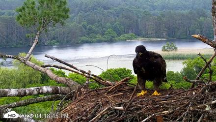 VINS Bald Eagles Nest Live Cams - Jun 26, 2026, 4:20pm EDT