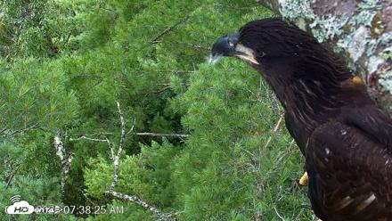 VINS Bald Eagles Nest Live Cams - Jul 29, 2026, 7:39am EDT