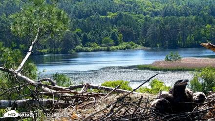 VINS Bald Eagles Nest Live Cams - Jun 2, 2026, 10:18am EDT
