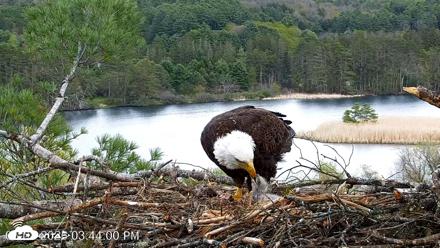 VINS Bald Eagles Nest Live Cams - May 8, 2026, 3:45pm EDT