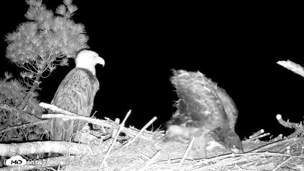 VINS Bald Eagles Nest Live Cams - Jun 13, 2026, 3:16am EDT