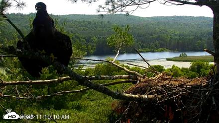 VINS Bald Eagles Nest Live Cams - Jul 3, 2026, 11:11am EDT