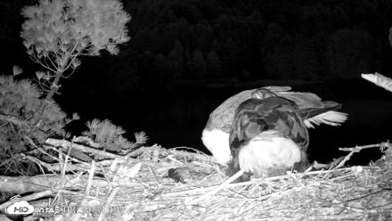 VINS Bald Eagles Nest Live Cams - May 11, 2026, 8:40pm EDT