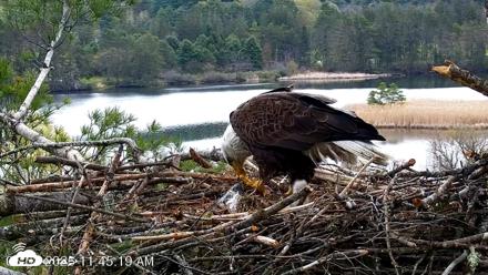 VINS Bald Eagles Nest Live Cams - May 2, 2026, 11:46am EDT