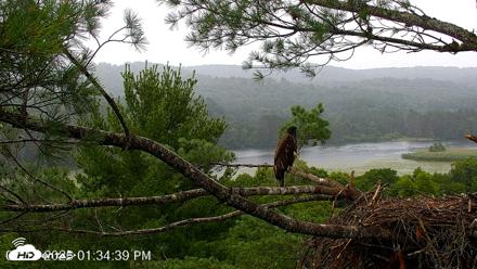 VINS Bald Eagles Nest Live Cams - Jul 18, 2026, 1:35pm EDT