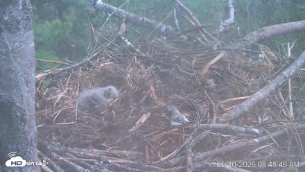 VINS Bald Eagles Nest Live Cams - May 10, 2026, 8:49am EDT