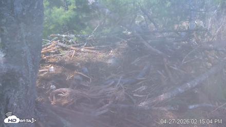 VINS Bald Eagles Nest Live Cams - Apr 27, 2026, 2:15pm EDT