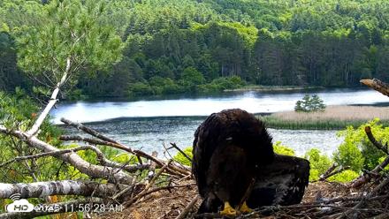 VINS Bald Eagles Nest Live Cams - Jun 16, 2026, 11:57am EDT